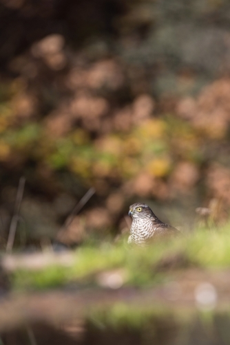 krahujec obecný (Accipiter nisus) Eurasian...