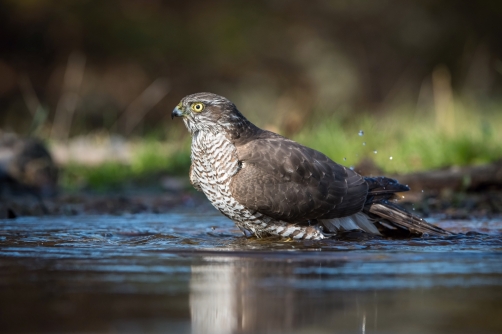 krahujec obecný (Accipiter nisus) Eurasian...