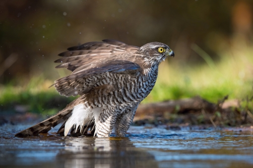 krahujec obecný (Accipiter nisus) Eurasian...