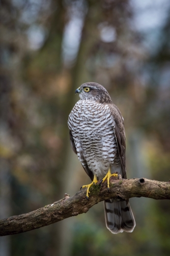 krahujec obecný (Accipiter nisus) Eurasian...