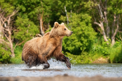 medvěd hnědý kamčatský (Ursus arctos...