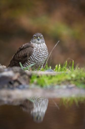 krahujec obecný (Accipiter nisus) Eurasian...