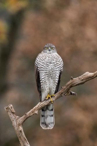 krahujec obecný (Accipiter nisus) Eurasian...