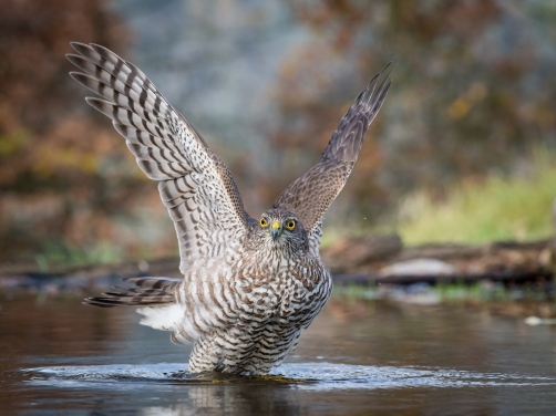 krahujec obecný (Accipiter nisus) Eurasian...