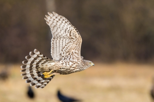 krahujec obecný (Accipiter nisus) Eurasian...