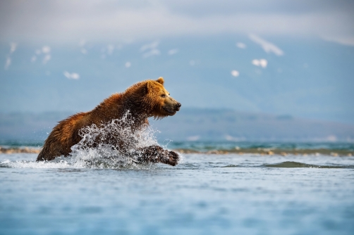 medvěd hnědý kamčatský (Ursus arctos...