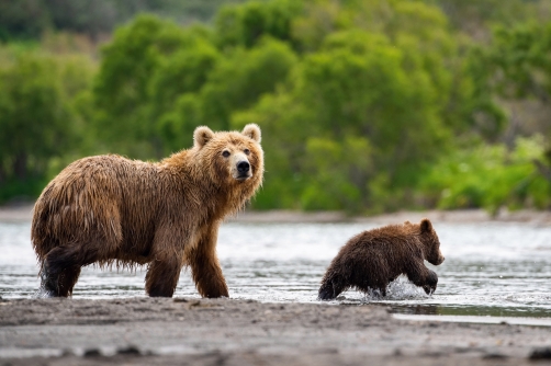 medvěd hnědý kamčatský (Ursus arctos...