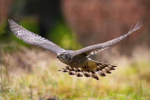 jestřáb lesní (Accipiter gentilis)...