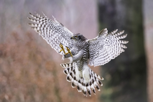 jestřáb lesní (Accipiter gentilis)...