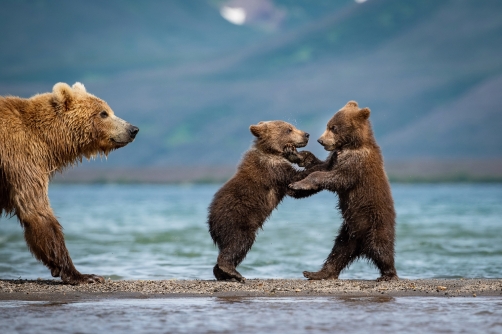 medvěd hnědý kamčatský (Ursus arctos...