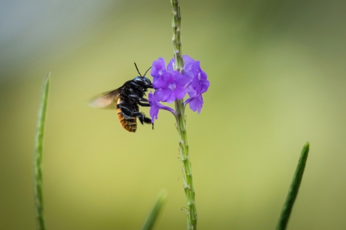 Bumble bee on a purple bloom in Trinidad and...