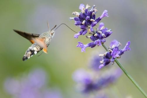 dlouhozobka svízelová (Macroglossum...