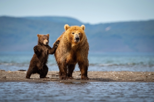 medvěd hnědý kamčatský (Ursus arctos...