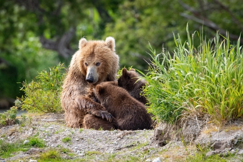 medvěd hnědý kamčatský (Ursus arctos...