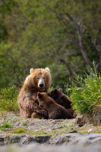 medvěd hnědý kamčatský (Ursus arctos...