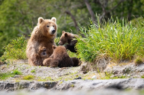 medvěd hnědý kamčatský (Ursus arctos...