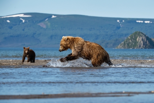 medvěd hnědý kamčatský (Ursus arctos...