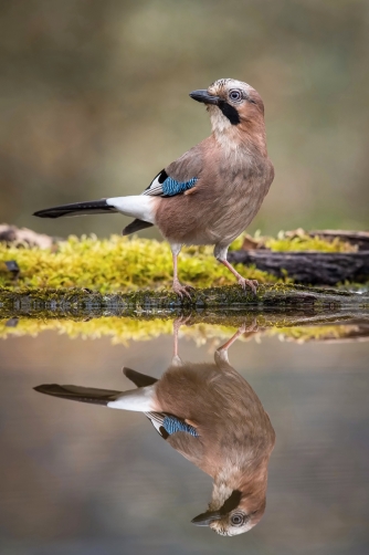 sojka obecná (Garrulus glandarius) Eurasian...