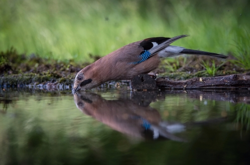 sojka obecná (Garrulus glandarius) Eurasian...