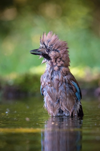 sojka obecná (Garrulus glandarius) Eurasian...