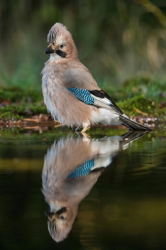 sojka obecná (Garrulus glandarius) Eurasian...