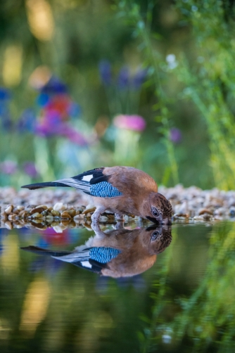 sojka obecná (Garrulus glandarius) Eurasian...