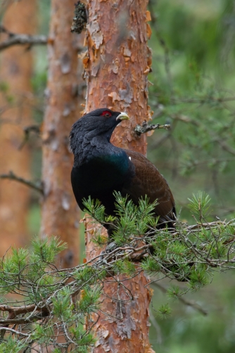 tetřev hlušec (Tetrao urogallus) Western...