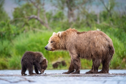 medvěd hnědý kamčatský (Ursus arctos...