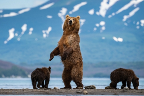 medvěd hnědý kamčatský (Ursus arctos...