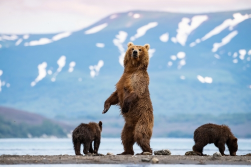 medvěd hnědý kamčatský (Ursus arctos...