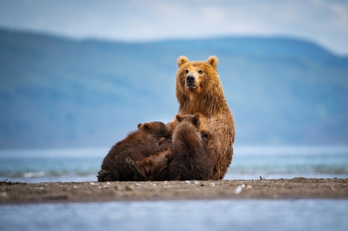 medvěd hnědý kamčatský (Ursus arctos...