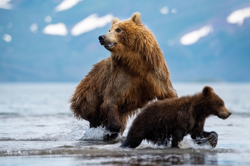 medvěd hnědý kamčatský (Ursus arctos...