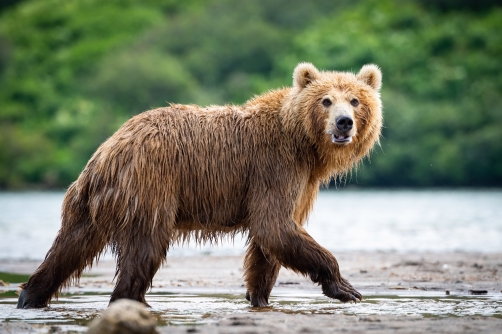 medvěd hnědý kamčatský (Ursus arctos...