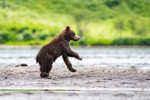 medvěd hnědý kamčatský (Ursus arctos...