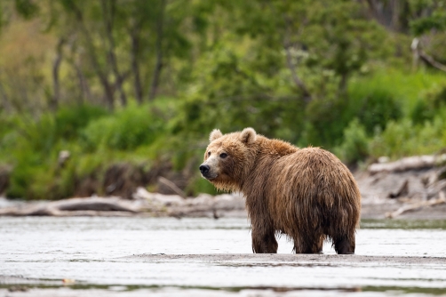 medvěd hnědý kamčatský (Ursus arctos...