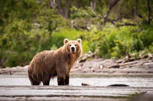 medvěd hnědý kamčatský (Ursus arctos...