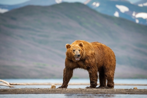 medvěd hnědý kamčatský (Ursus arctos...