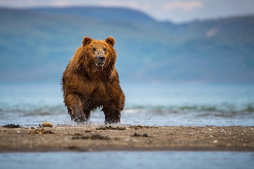 medvěd hnědý kamčatský (Ursus arctos...