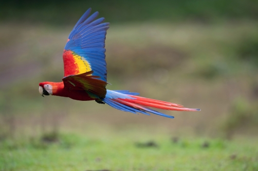 ara arakanga (Ara Macao) Scarlet macaw