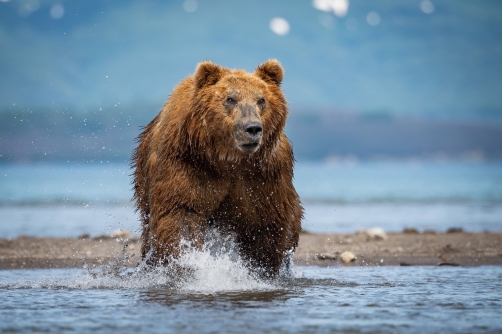 medvěd hnědý kamčatský (Ursus arctos...