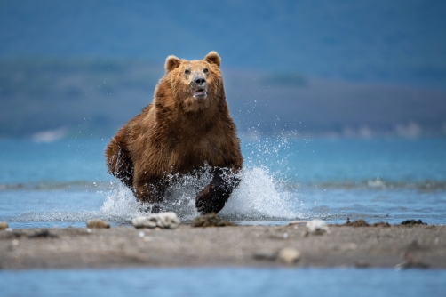 medvěd hnědý kamčatský (Ursus arctos...