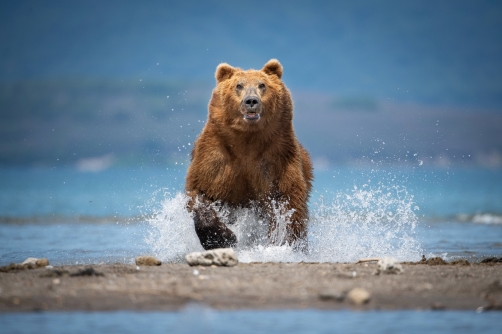 medvěd hnědý kamčatský (Ursus arctos...