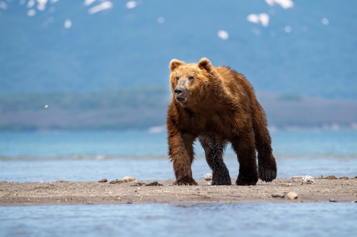 medvěd hnědý kamčatský (Ursus arctos...