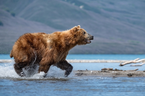 medvěd hnědý kamčatský (Ursus arctos...