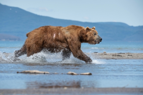 medvěd hnědý kamčatský (Ursus arctos...