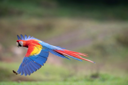 ara arakanga (Ara Macao) Scarlet macaw