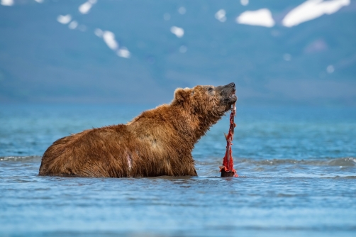 medvěd hnědý kamčatský (Ursus arctos...