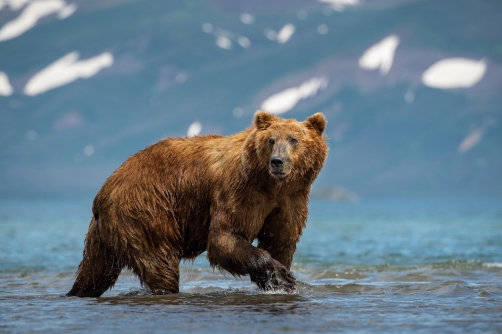 medvěd hnědý kamčatský (Ursus arctos...