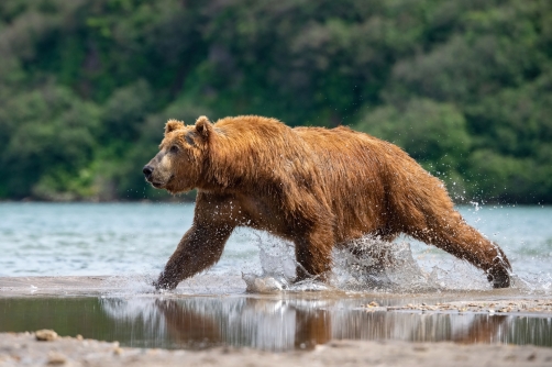 medvěd hnědý kamčatský (Ursus arctos...