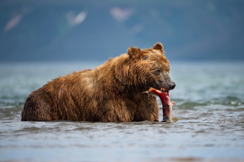 medvěd hnědý kamčatský (Ursus arctos...